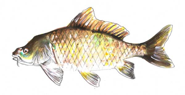 Catch more fish - Carp