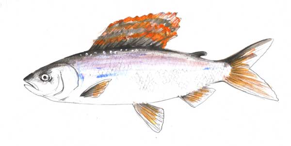 Catch more fish - Grayling