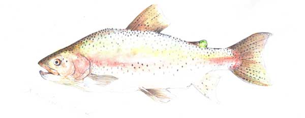 Catch more fish - Rainbow Trout