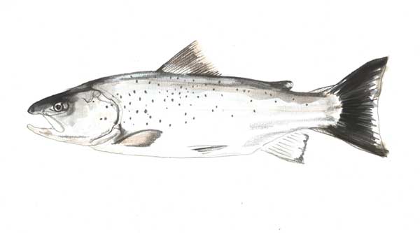 Catch more fish - Sea Trout