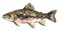 Catch more fish - Brook Trout