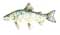 Catch more fish - Tiger Trout